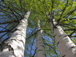 betule foresta